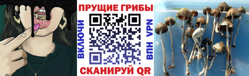 Псилоцибиновые грибы Psilocybe Михайловск